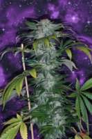 Picture from SativaFred (Deep Purple)
