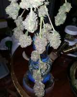 SubCool’s The Dank Grape Lime Ricky - photo made by Cannabliss239