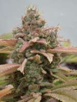 Picture from Cultivator420 (Sonic Screwdriver)