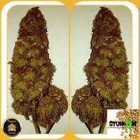 Sumo Seeds Sumo's Big Bud - photo made by Wiji30