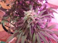 Swamp Donkey Seeds Purple Frost Monster - photo made by budmaster