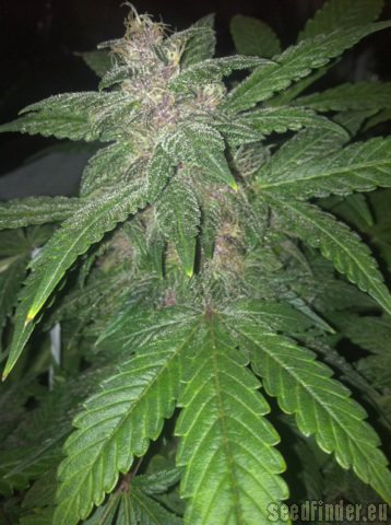 Sweet Seeds Black Cream Auto