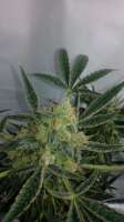 Picture from luisdeobra (Black Jack Auto)