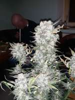 Sweet Seeds Cream Mandarine XL Auto - photo made by Indicaking