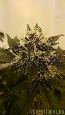 Sweet Seeds Dark Devil Auto