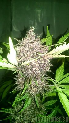 Sweet Seeds Dark Devil Auto