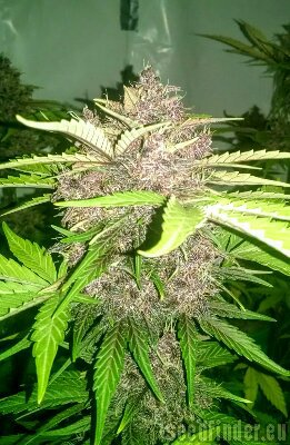 Sweet Seeds Dark Devil Auto