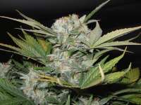 Picture from IsoGrower (Fast Bud Nr2 Auto)