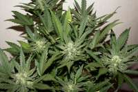 Picture from kerbiili (Sweet Skunk Auto)