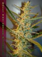 Sweet Seeds Sweet Trainwreck Auto - photo made by StrainTrain