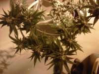 Picture from bonedady (Burmese Kush)