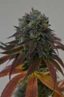 TH Seeds DarkStar - photo made by Deadhead89