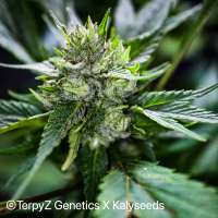 TerpyZ X KalySeeds Lemon Alien - photo made by TerpyZ