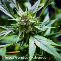 TerpyZ X KalySeeds Lemon Alien - photo made by TerpyZ