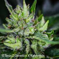 TerpyZ X KalySeeds Lemon Alien - photo made by TerpyZ