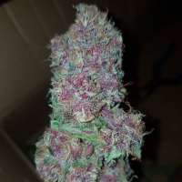 Picture from Thebakerygenetics (Chloe Simone)