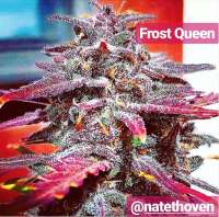 Picture from TheBakeryGenetics (Frost Queen)