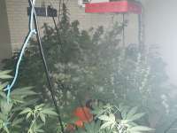 The Bank Genetics Orange Blossom Express - photo made by BuddyJunior420