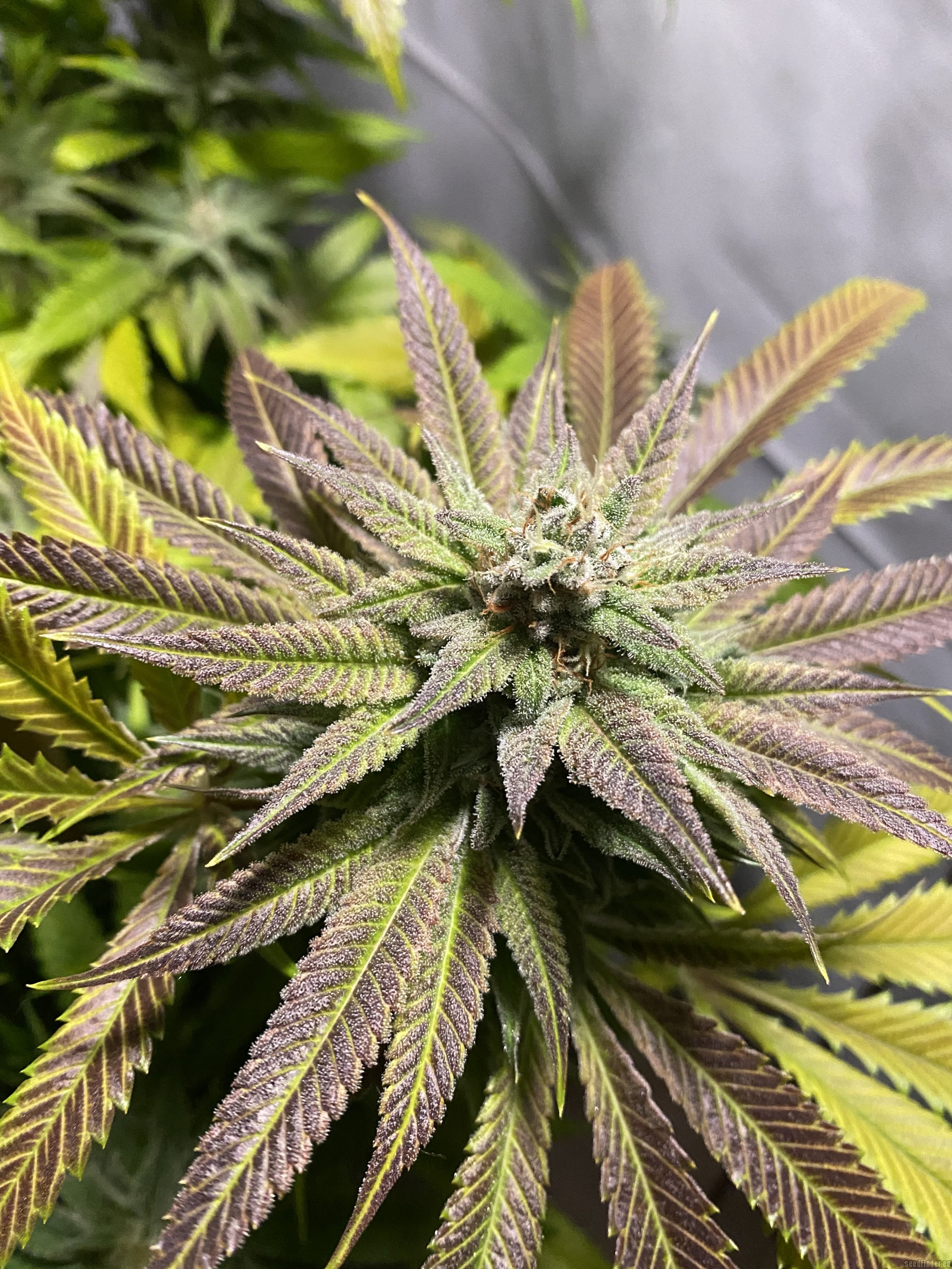 Royal Highness from Royal Queen Seeds | strains.io 