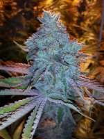 Picture from grinspoon (Girl Scout Cookies)