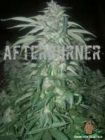 Picture from ThirdEyeGenetics (Afterburner)