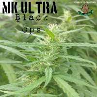 Picture from ThirdEyeGenetics (MK Ultra Black Ops)