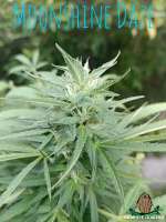 Third Eye Genetics Moonshine Daze - photo made by ThirdEyeGenetics