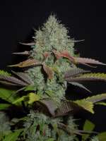 Top Seedcret Sour Yeti - photo made by Cultivator420