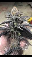 Triple Ott Organics Oregon Mintz - photo made by Beseeding