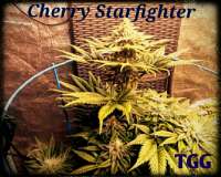 True Grit Genetics Cherry Starfighter - photo made by TrueGritGenetics