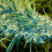 Picture from trumpseeds (Blue Knight)