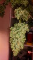 Unknown or Legendary Las Vegas Lemon Skunk - photo made by AntidoteMan