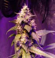 Unleashed Genetics Blackhead Burnt Cookies - photo made by ElmoUnleashed