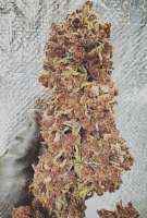 Viking Gardens Wild Berry Zkittlez AutoFlower - photo made by Realthor89