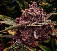 Viking Gardens Wild Berry Zkittlez AutoFlower - photo made by Realthor89