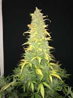 Vision Seeds AK-49 Auto - photo made by Sarri