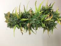 Picture from OrganicPanic (Critical Impact)