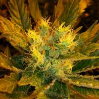 Picture from drogenbeauftragter (Jack Herer)