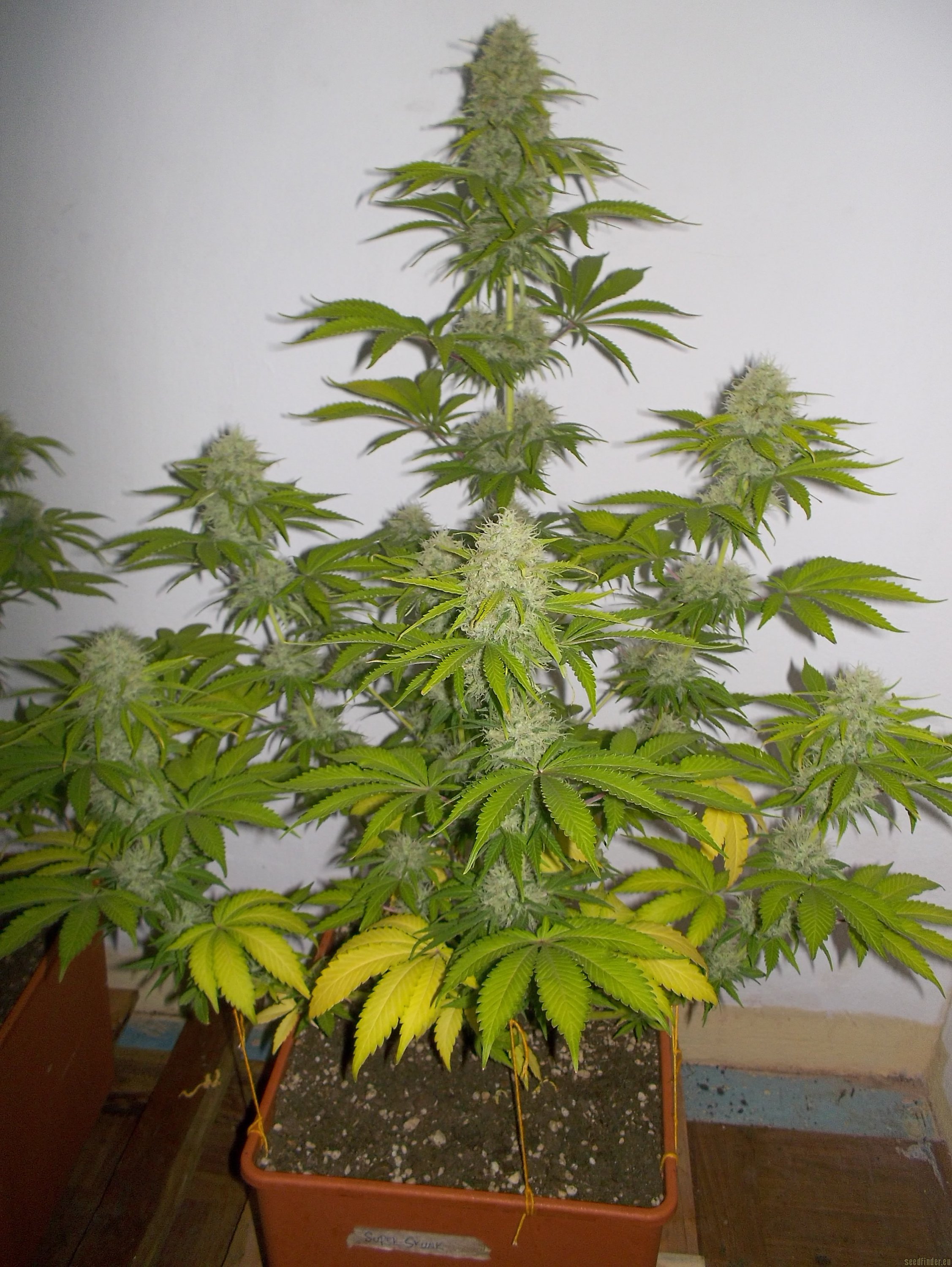 Auto Flowering Seeds For Sale
