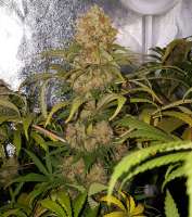 Picture from Majestic (Master Kush)