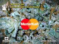 White Label Master Kush - photo made by Justin108