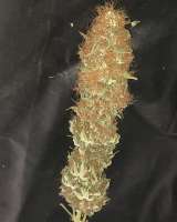 Picture from Budfit (Master Kush)