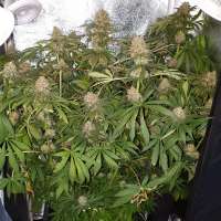 Picture from Majestic (Master Kush)