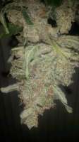 Picture from SirSuperSkunk (Super Skunk Automatic)