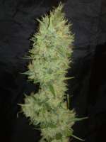 White Label White Label Jack Herer - photo made by Kuolema