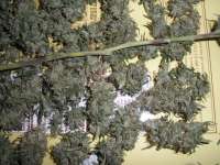 Picture from jomomma (Afgan Kush)