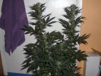 Picture from jomomma (Afgan Kush)