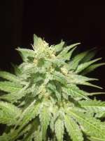 Picture from FragKush (Afgan Kush)