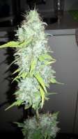 Picture from admin (Afgan Kush x Skunk)