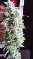 Picture from admin (Afgan Kush x Skunk)